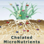 What are the Different Types of Chelated Micronutrients?