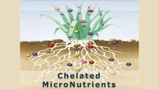 Chelated Micronutrients