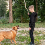 Obedience Classes for Family Dogs Scottsdale Guide