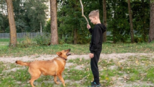 Obedience Classes for Family Dogs Scottsdale Guide